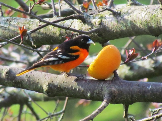 Orioles Carrying Place, Ontario Canada