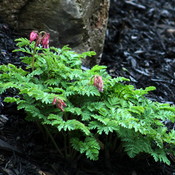 Dicentra luxuriant