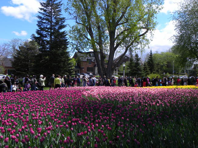 Tulip Festival Ottawa, ON