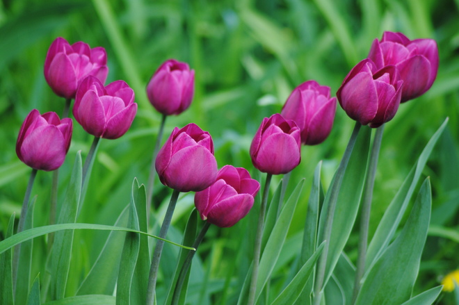 Purple Tulips Kingston, ON