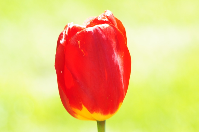 Tulips Kingston, ON