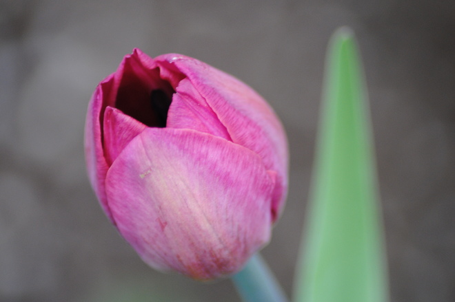 Tulips Kingston, ON