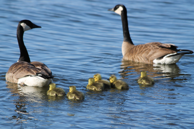 Canada Goose Family 2014 Kingston,ON Kingston, ON