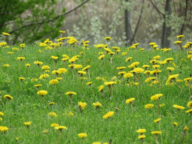 dandelions Mississauga, Ontario Canada