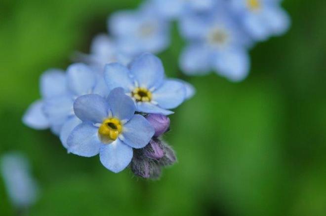 Forget-me-not Erin, ON
