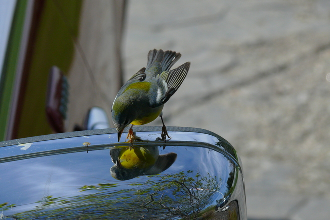 Northern Parula in Weymouth, NS Weymouth North, NS