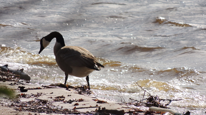 Birds @ Dorthory Beach in Whiteshell Dorothy Lake, MB