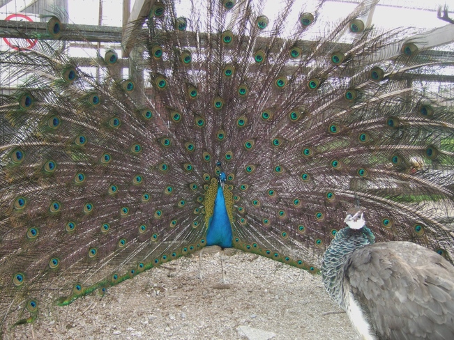 Male and Female Peacocks 