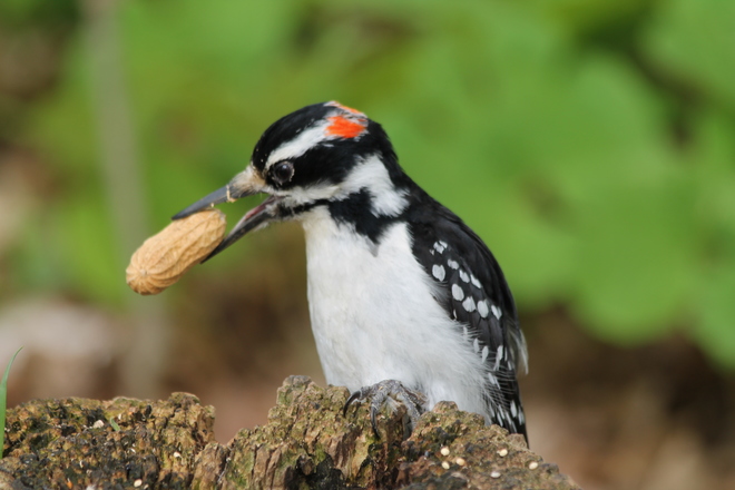 Hairy Woodpecker scores a peanut! Kingston, ON