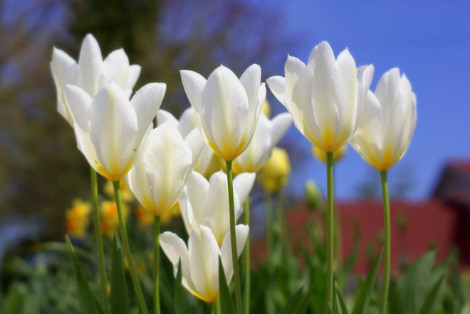 White Tulips North York, Toronto, ON