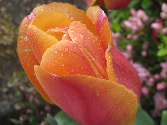 rain-kissed tulip Surrey, BC