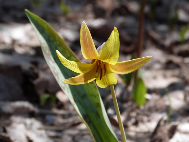 TROUT LILY Port Carling, ON
