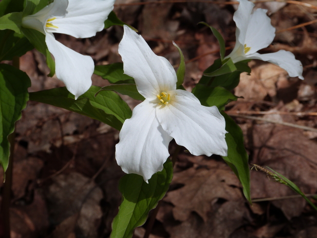 WHITE TRILLIUMS Port Carling, ON