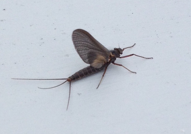 mayfly? Torbay, Newfoundland and Labrador Canada