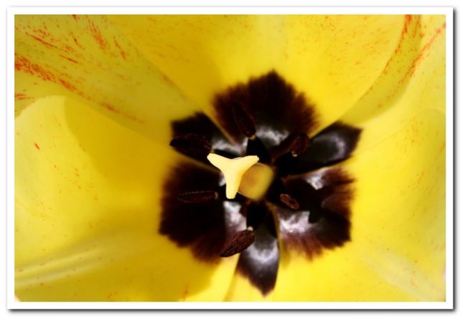 Tulips Espanola, ON