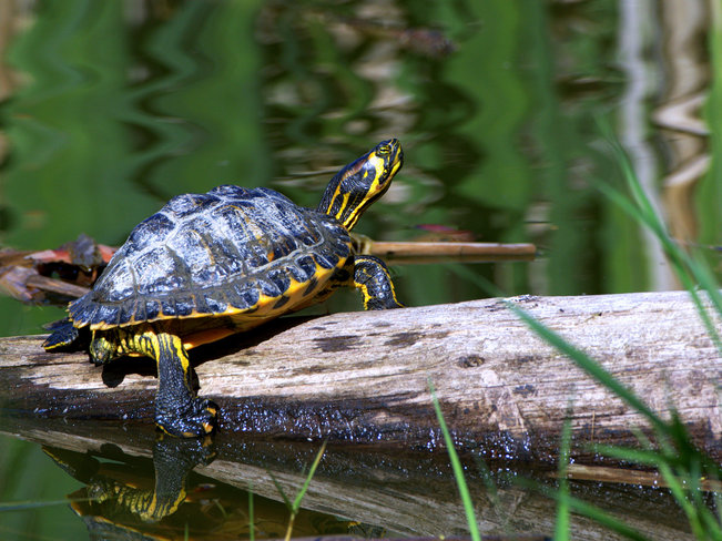 Painted Turtle (Chrysemys picta) Tsawwassen, Delta, BC