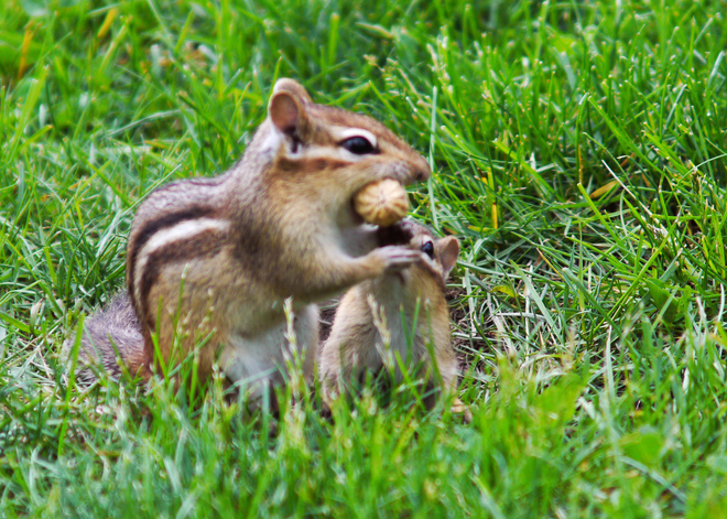 One day in baby's chipmunk life 63 Queen Street, Guelph, ON N1E 4R8, Canada