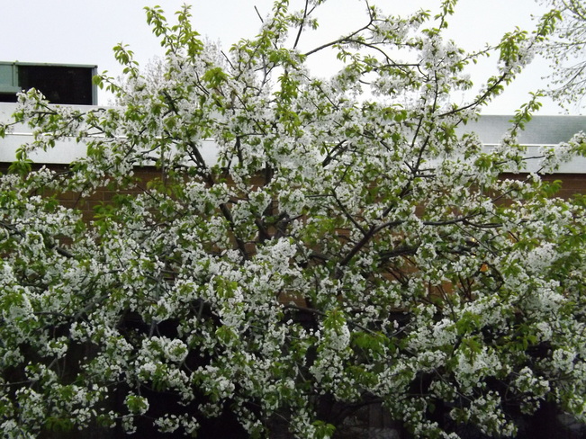 apple blossoms New Minas, NS