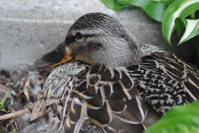 "Mama Duck Nesting" Kingston, ON