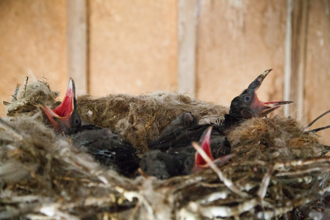 Three raven babies keep mom Heroux Road, New Liskeard, ON P0J 1P0, Canada