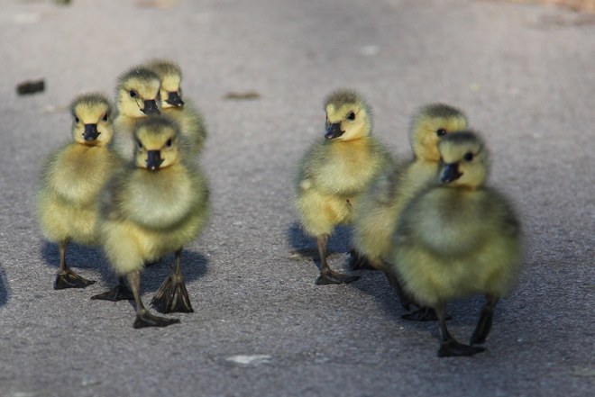 These goslings looked like they were on a mission. 122 Patience Crescent, London, ON N6E, Canada