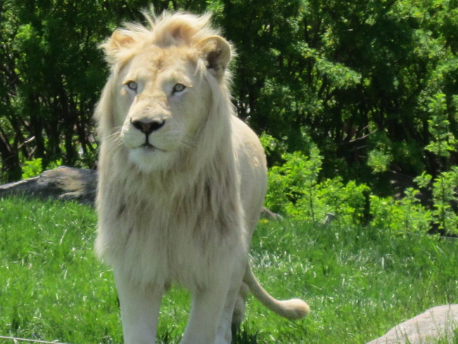 Beautiful white lion Toronto, ON