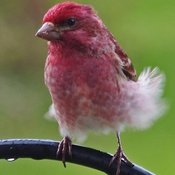 Roselin ,plumage au vent