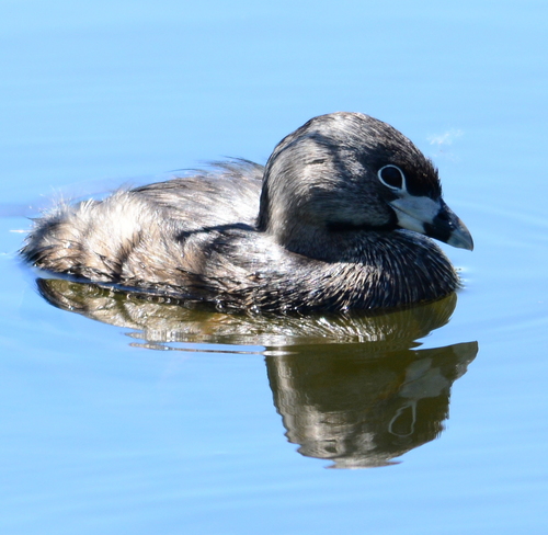 Pied billed grebe Laval, QC