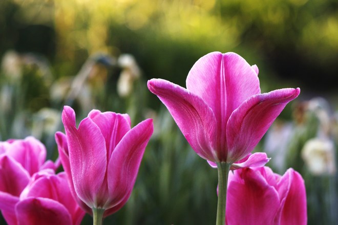 Pink Tulip Richmond Hill, ON