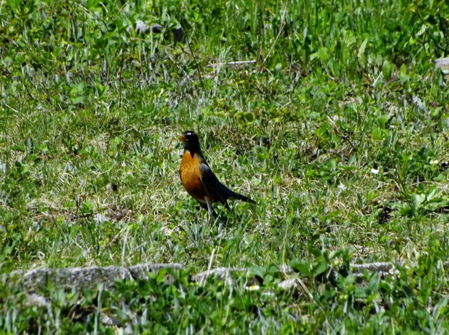 Robin Looking for food 20 second ave, Pasadena, NL A0l 1K0