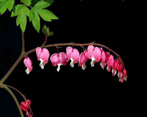 Bleeding Heart (for Wall Paper) Scarborough, Toronto, ON