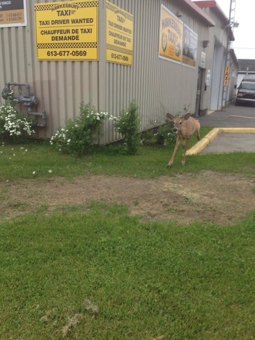 deer Hawkesbury, Ontario Canada