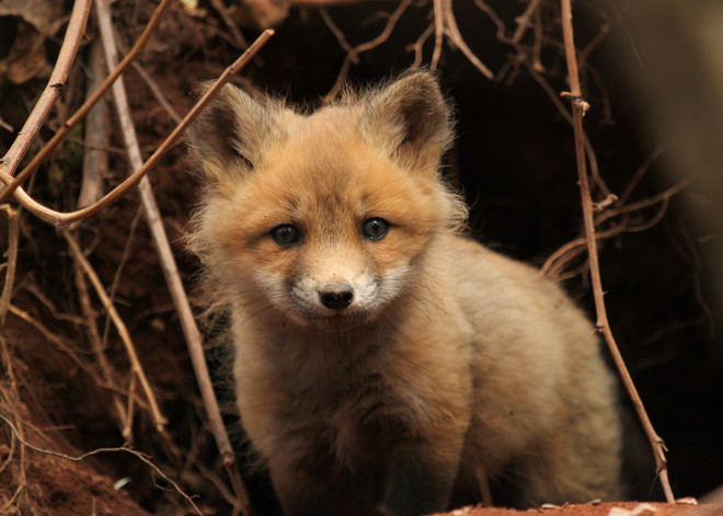 fox cubs montrose pei