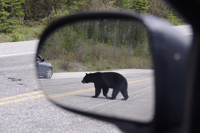black bear criss-crossing the road Jasper, Alberta