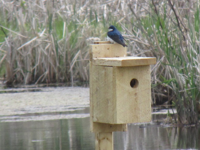 Tree Swallows Occupy the Nesting boxes on the Waterfowl Park Sackville New Brunswick