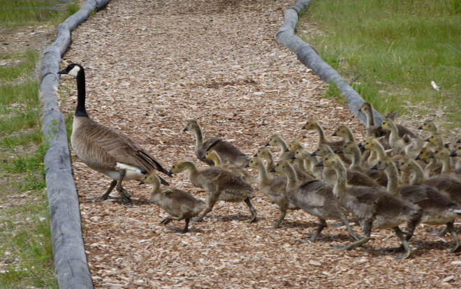 MAKE WAY FOR THE GOSLINGS 