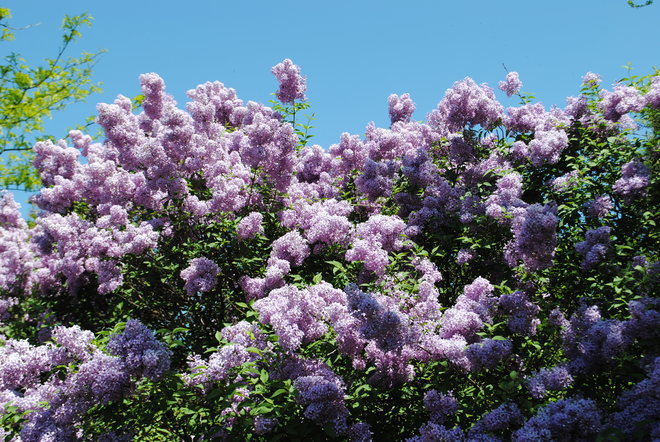 Lovely Lilacs Kingston, ON