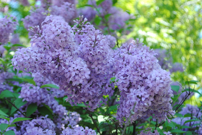 Lovely Lilacs Kingston, ON