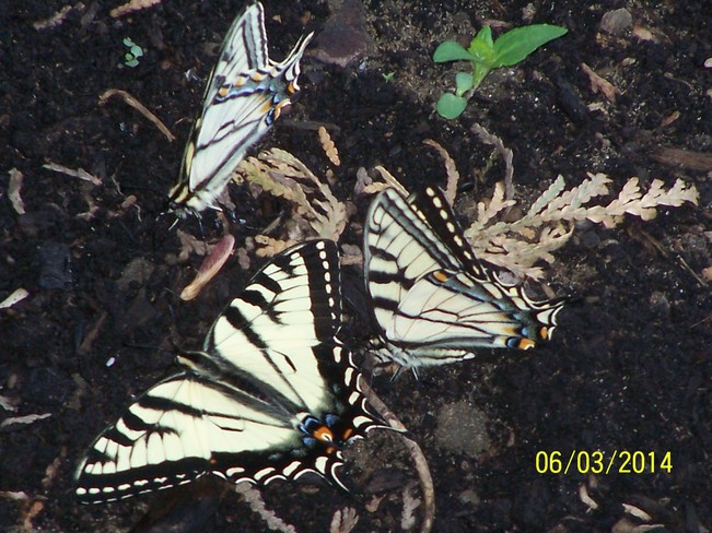 Butterflies in my Garden Kemptville