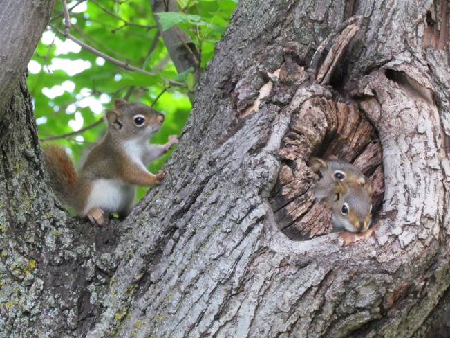 Baby Squirrels Winnipeg, MB