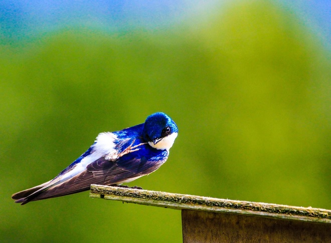 Tree Swallow Richmond, BC