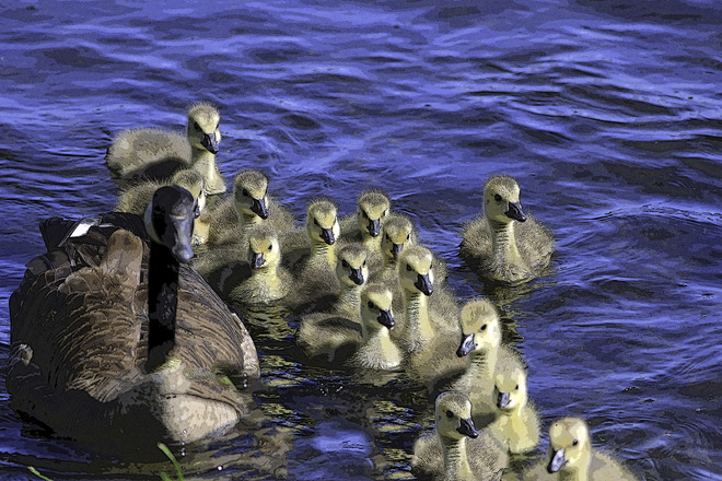 A very busy mom! Mud Lake, Ottawa, ON