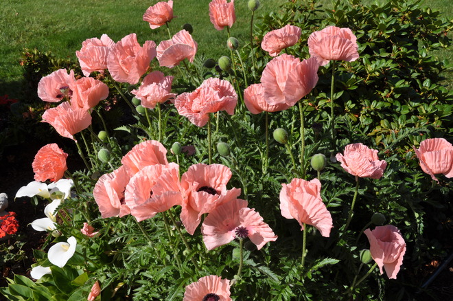 pink poppies Victoria, BC