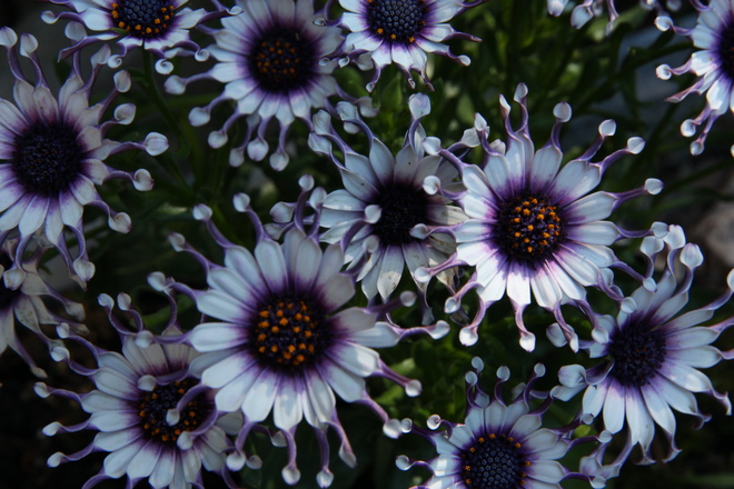 African Daisies Greater Napanee, ON