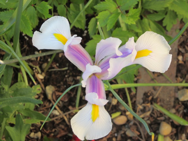 the lovely iris Surrey, BC