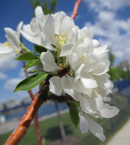 Spring Blossom Edmonton, AB