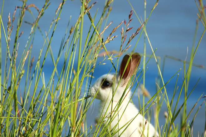 little bunny eating grass richmond bc