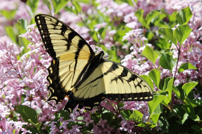 Butterfly enjoying the lilacs Guelph, ON N1H 8K2