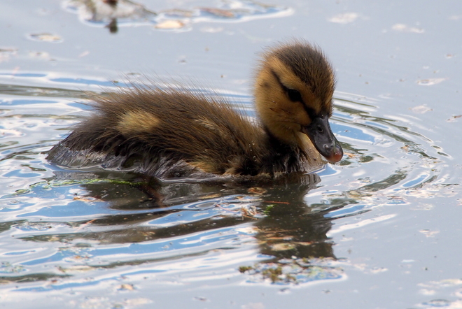 Baby Duck Winnipeg, MB