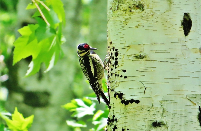 Yellow-bellied Sapsucker admiring its work. North Bay, ON